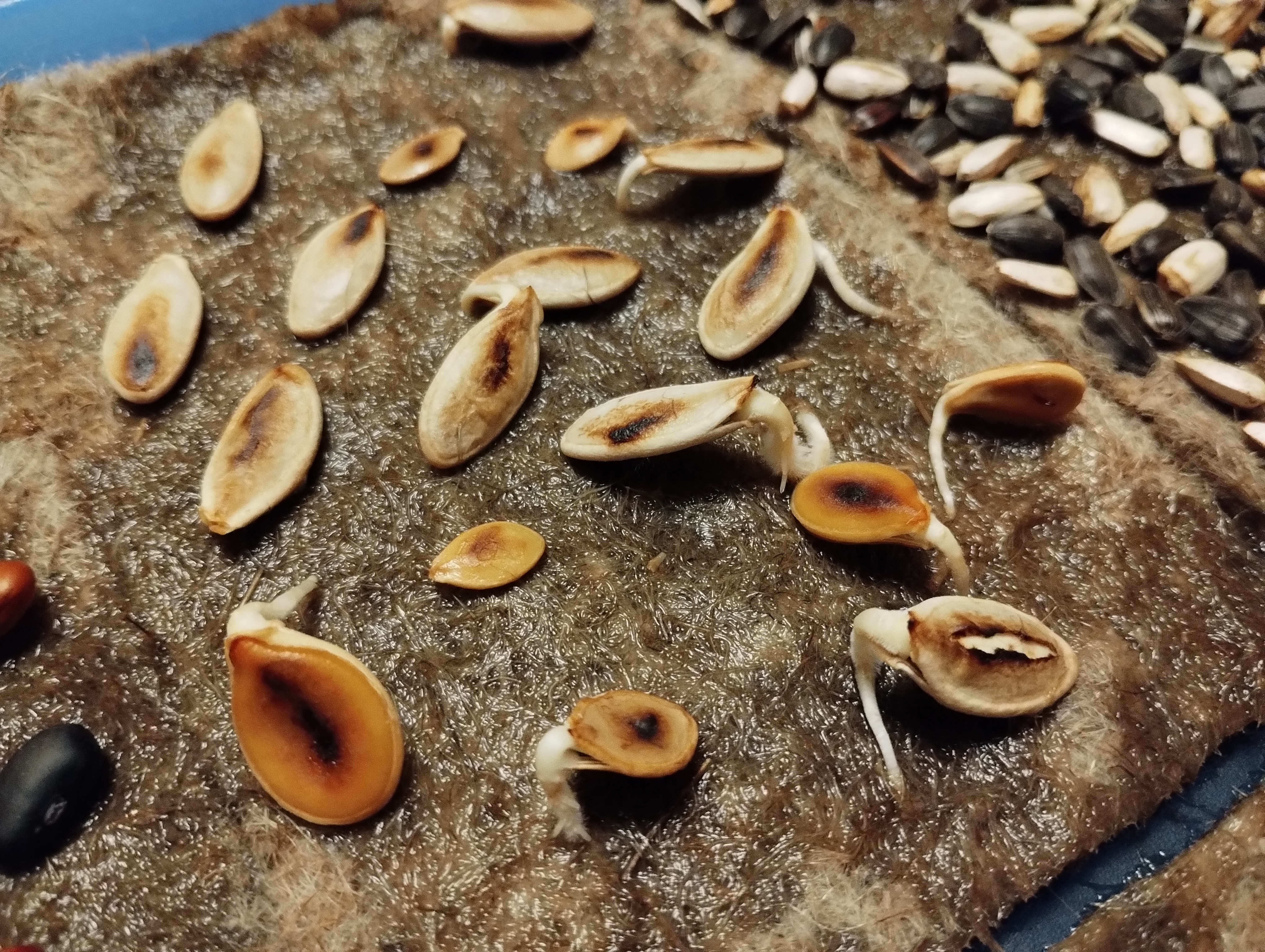 Germinated squash seeds