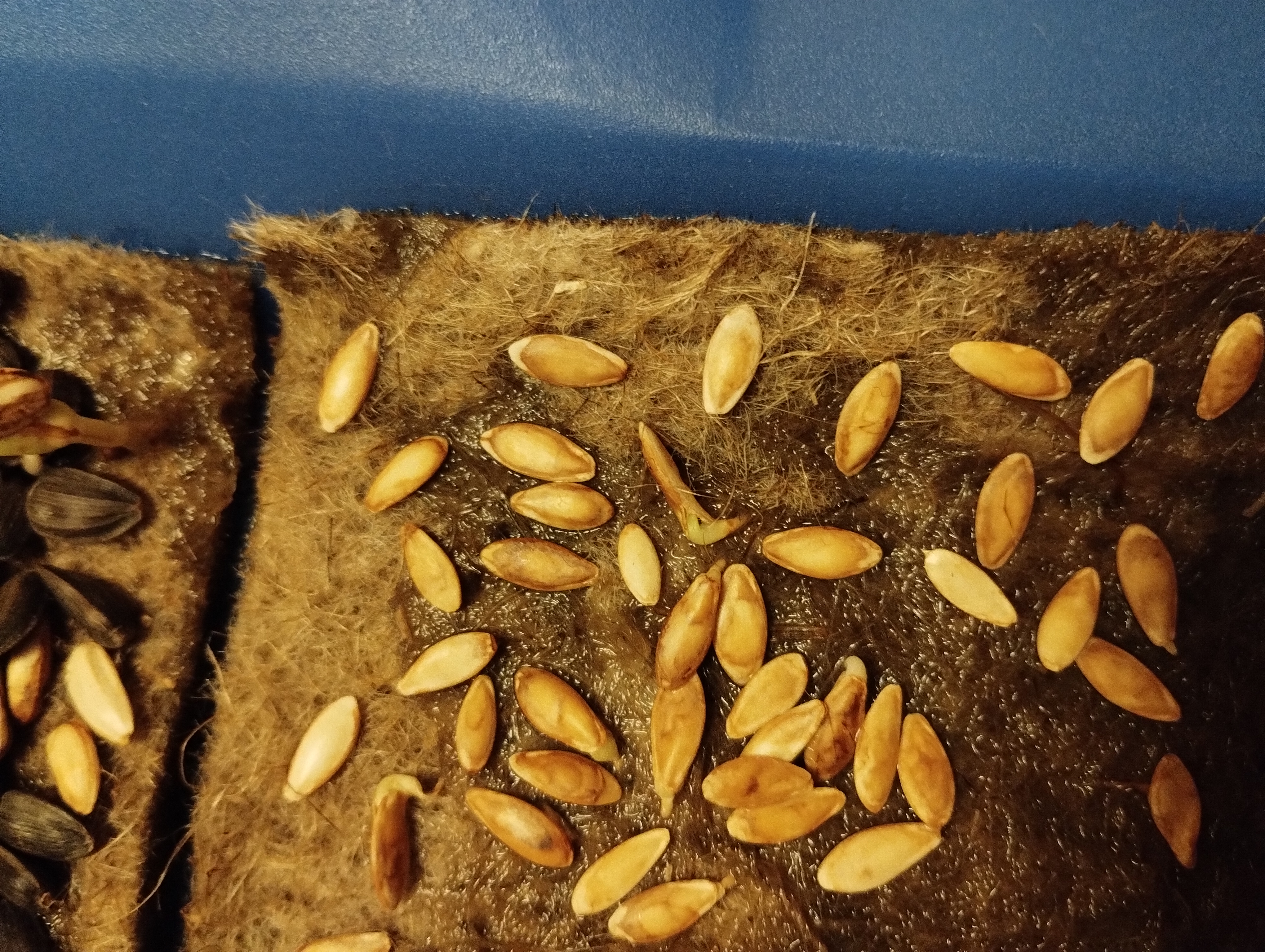 Germinated cucumber seeds