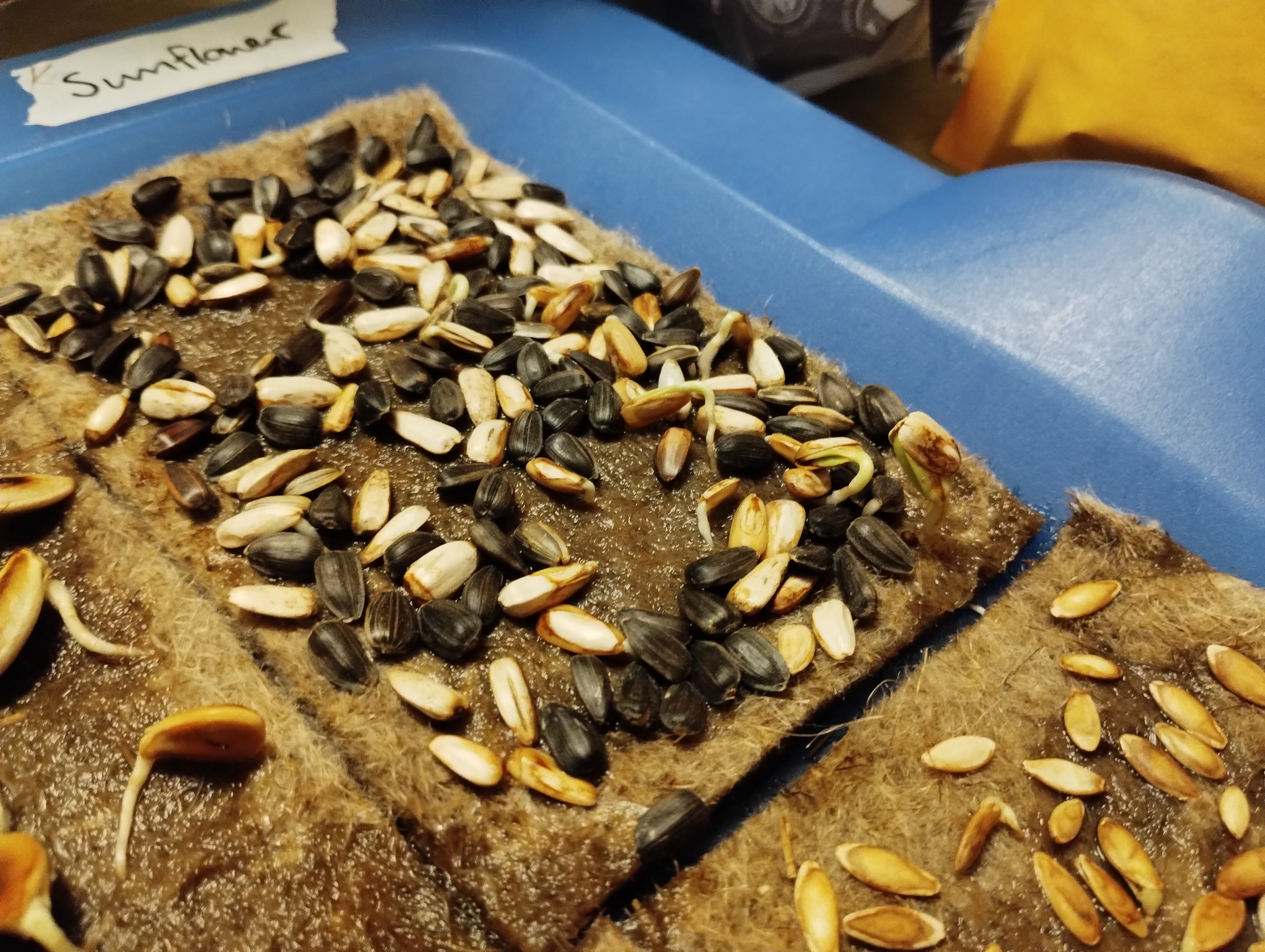 Germinated sunflower seeds