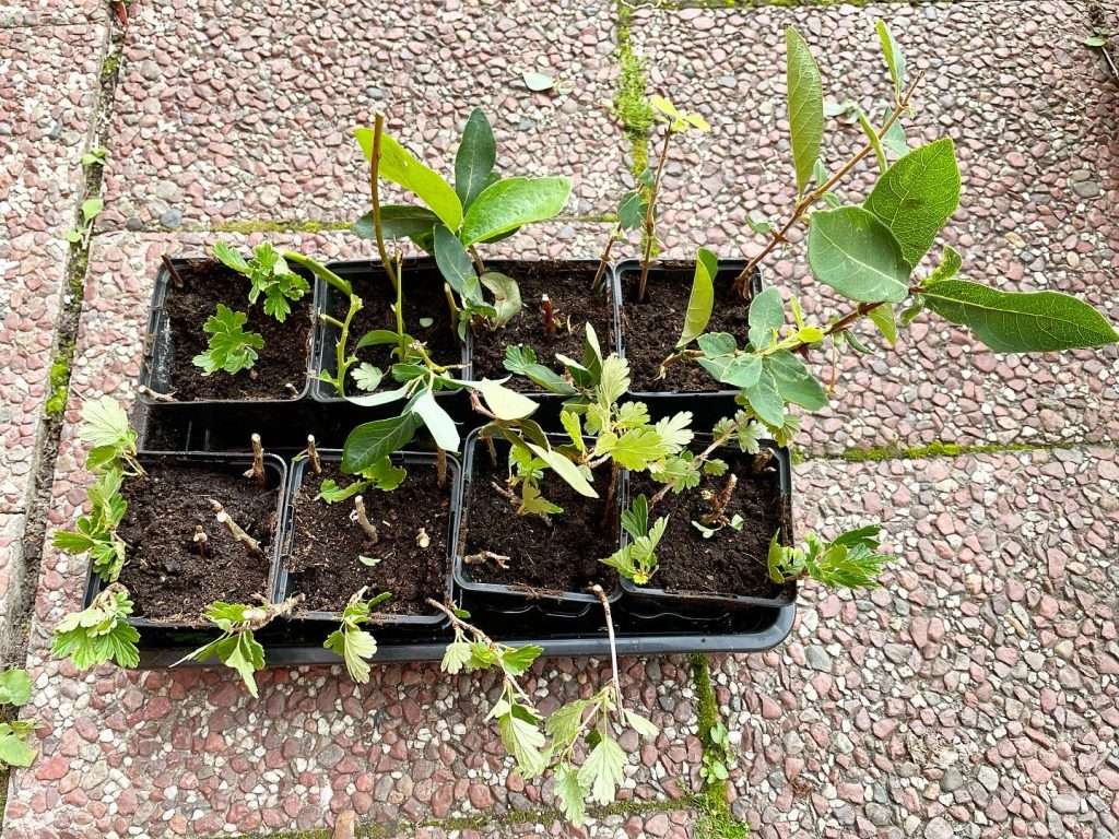 Garden - propagation