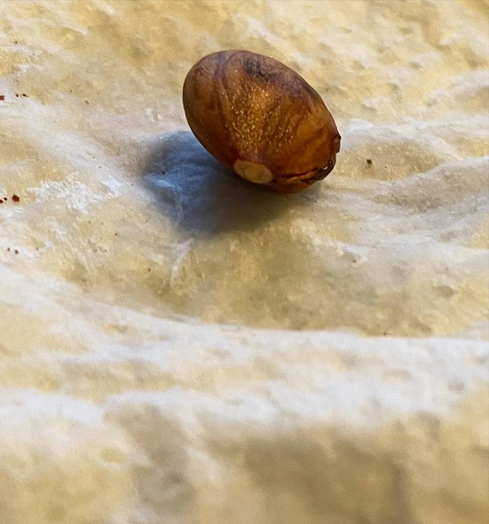 Garden - apricot seed