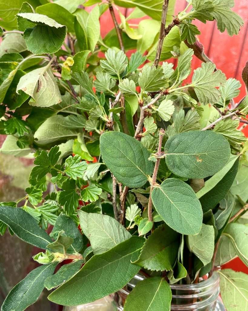 Garden - Apple tree cuttings & cuttings from other fruit trees