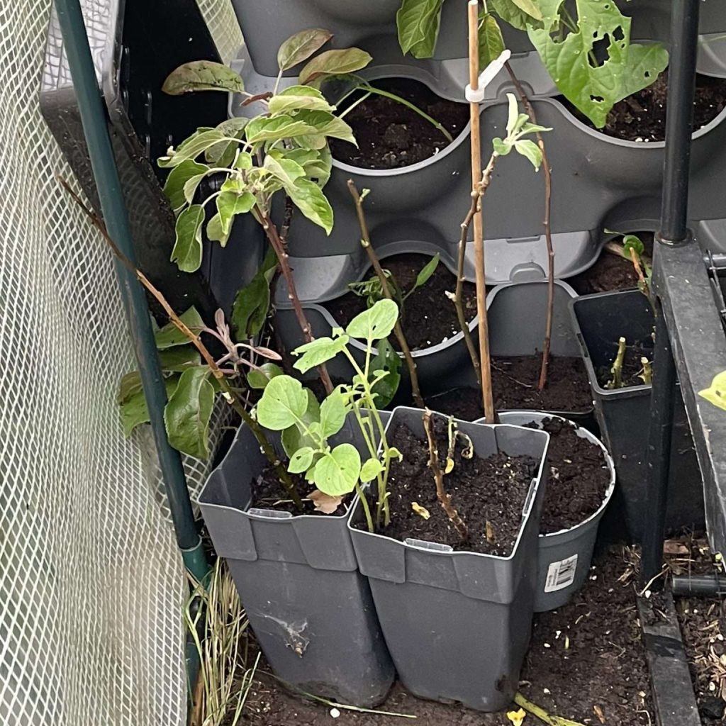 Apple tree plants