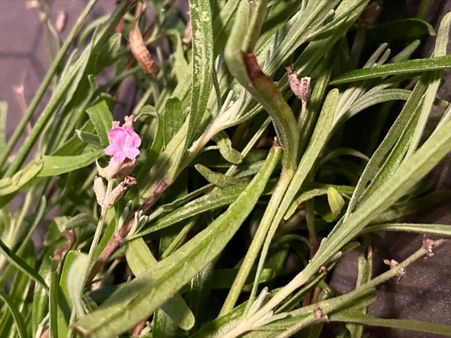 garden update - lavender