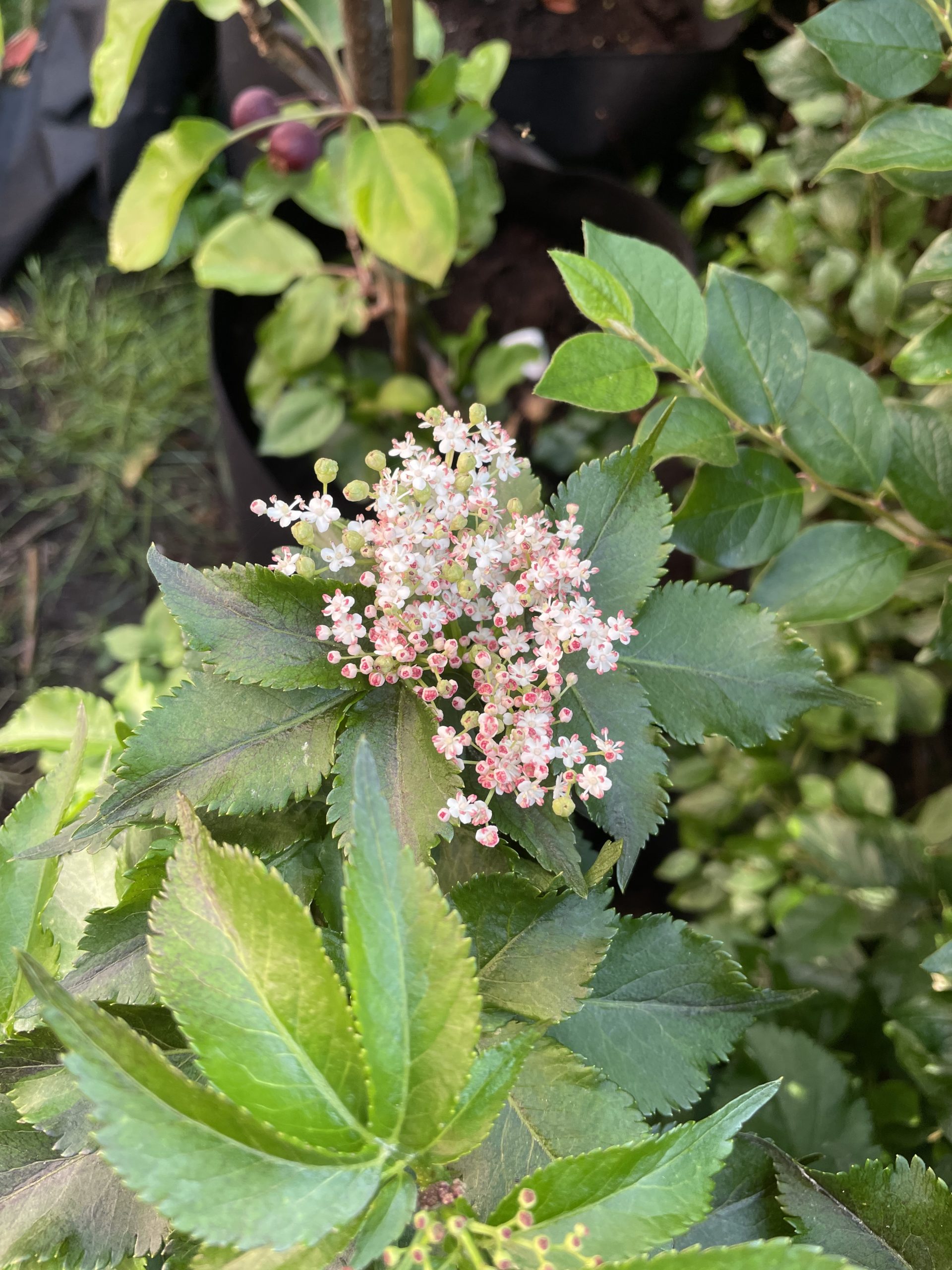 Perennials - elder flowers