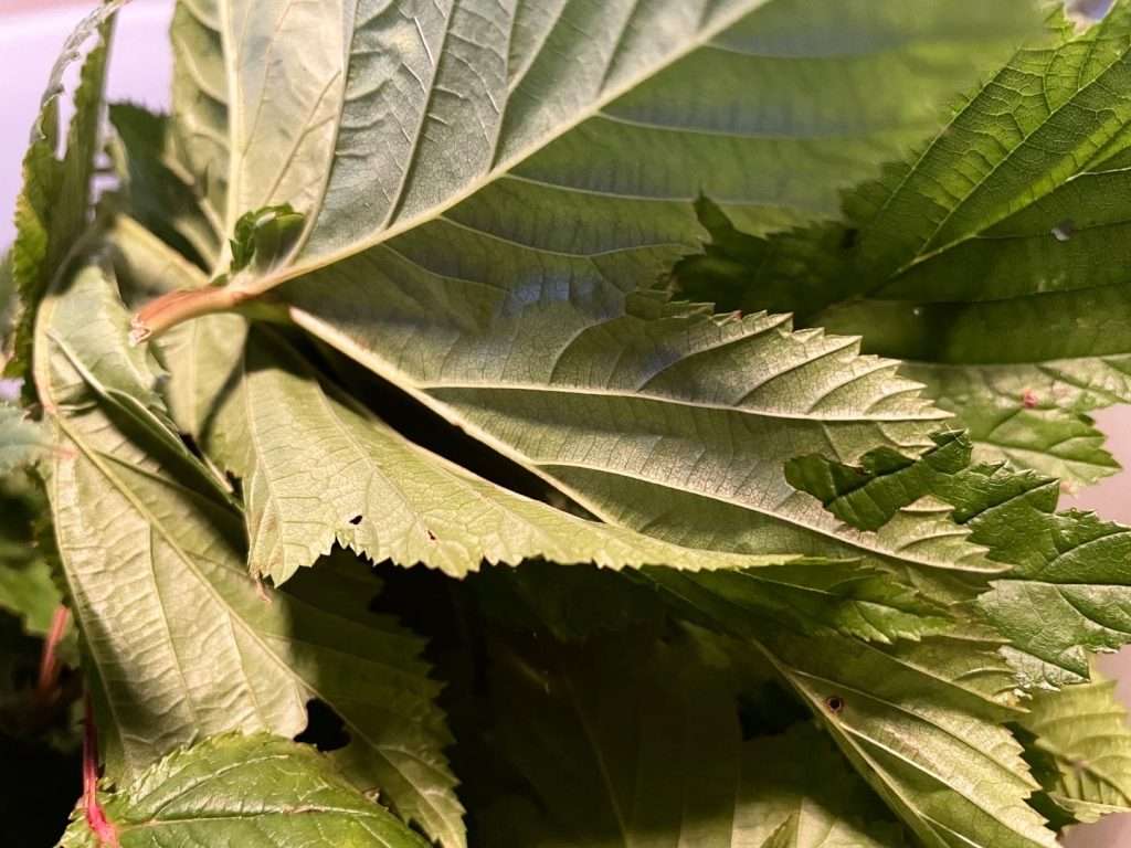 garden update - Japanese meadowsweet