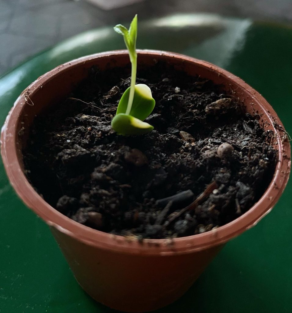 Garden - apricot plant