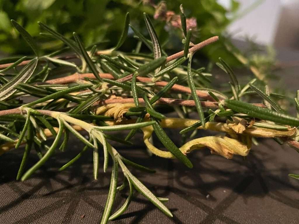 garden update - rosemary