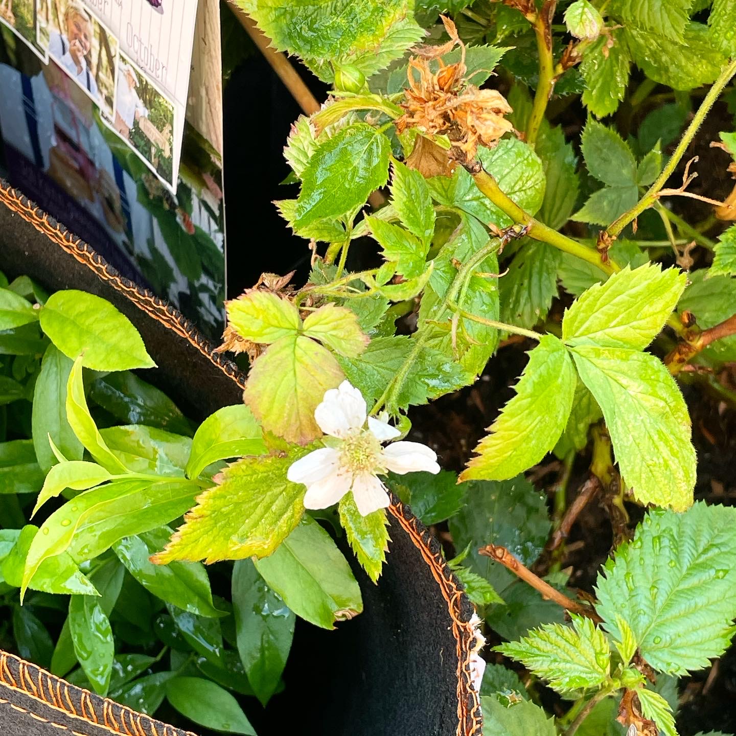 Perennials - blackberries