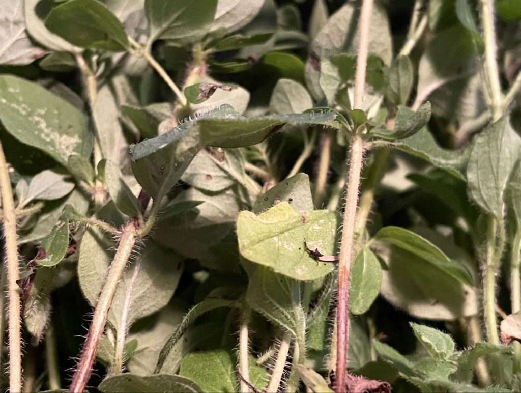 garden update - oregano