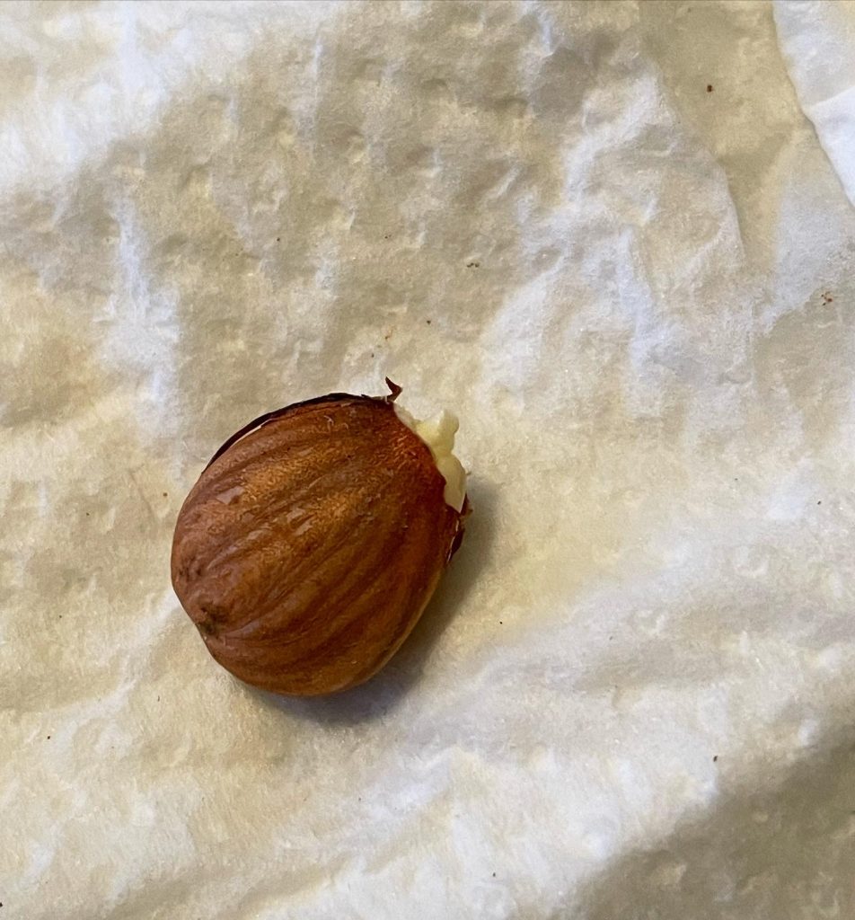 Garden - apricot seed