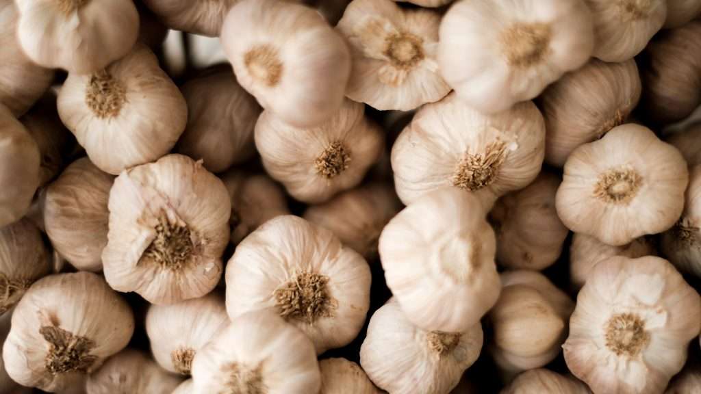 garlic