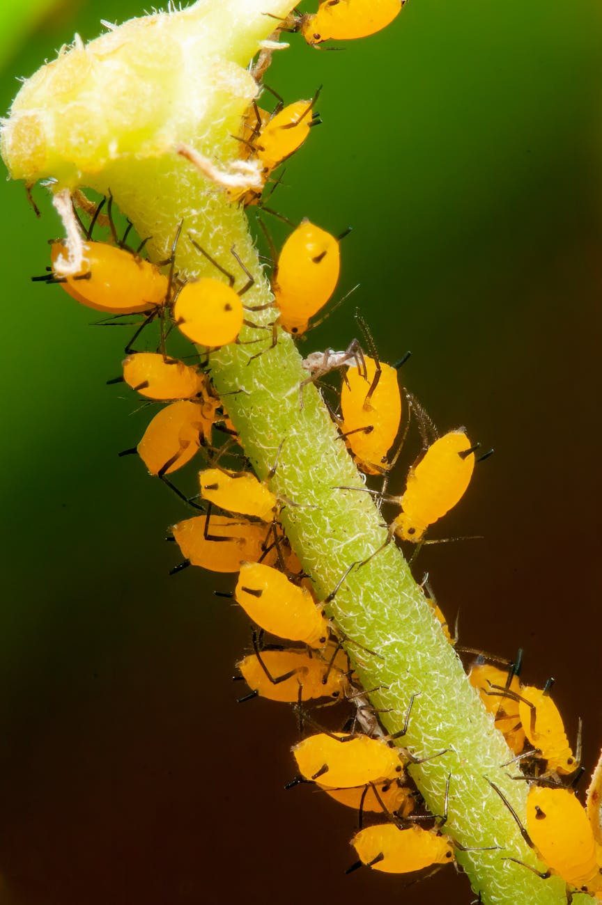 oleander aphids feeding on a milkweed plant