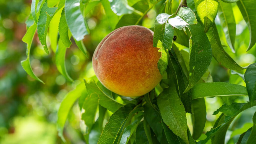 How To Grow Fruit Trees From Pits And Seeds