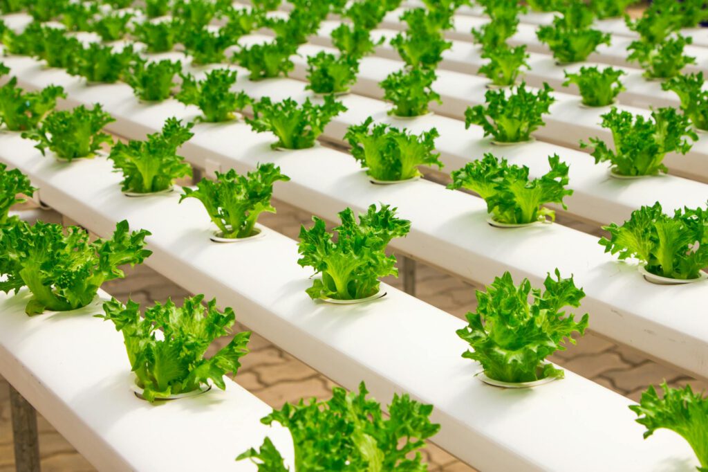 How To Make Your Own Hydroponic Growing System For Free