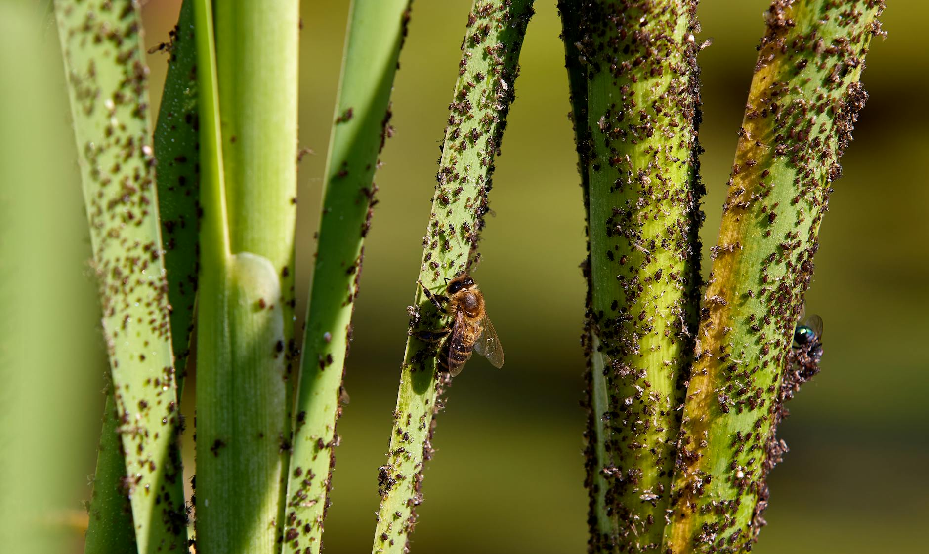 insects and pest on infested green plant