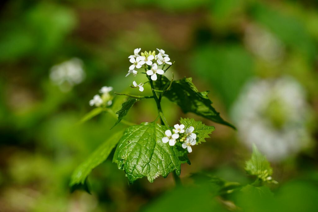 Let The Foraging Commence