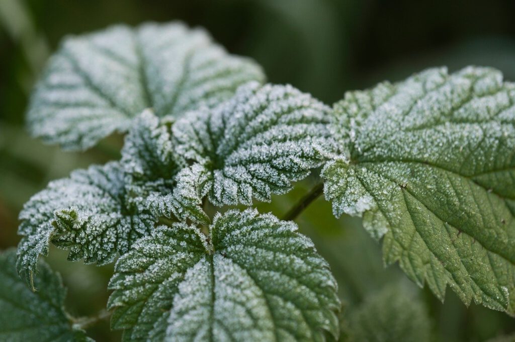 How To Make Your Bi-annual Crops Perennial