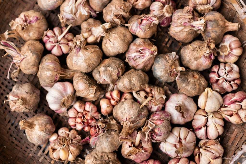 How To Turn Supermarket Garlic Bulbs Into Garlic Plants