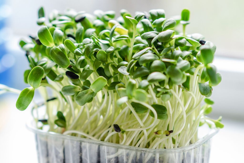 Here's An Introduction To The World Of Microgreens