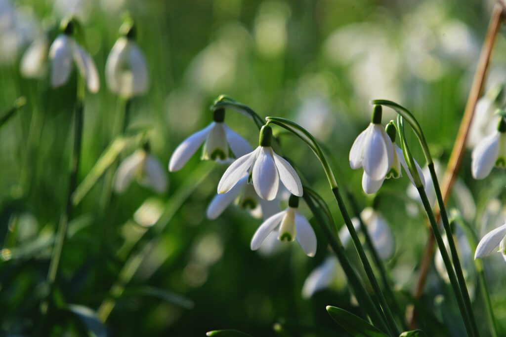 Holidays – What Is Imbolc And How Is it Celebrated?