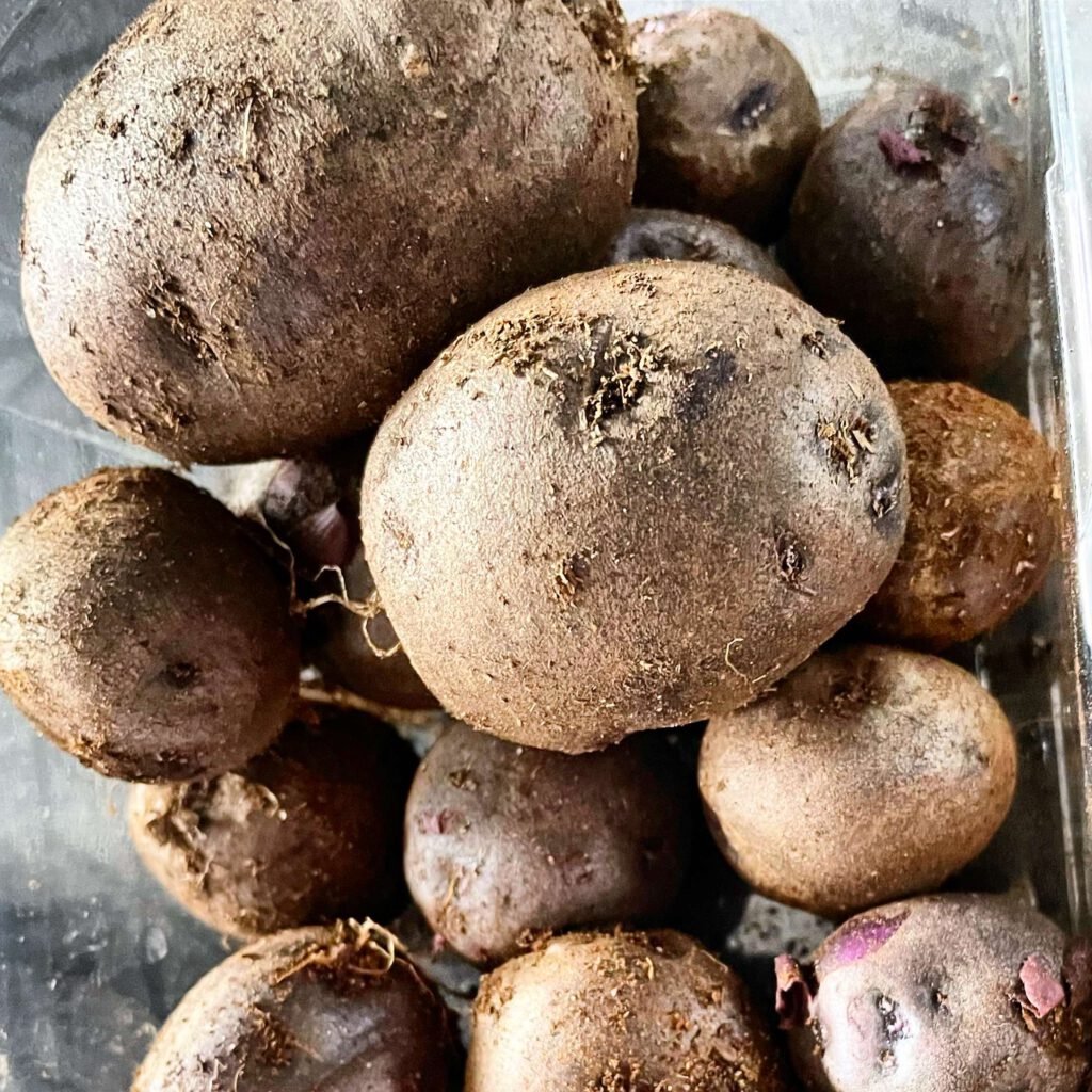 How To Grow A Lot of Potatoes For Free