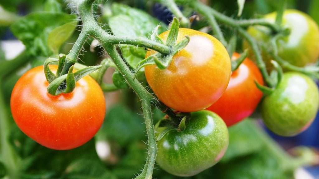 How To Grow Tomatoes In A Small Space