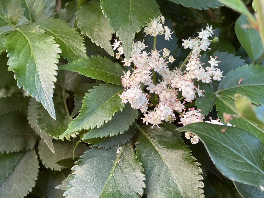 Food Security – What I Planted In The Garden Today