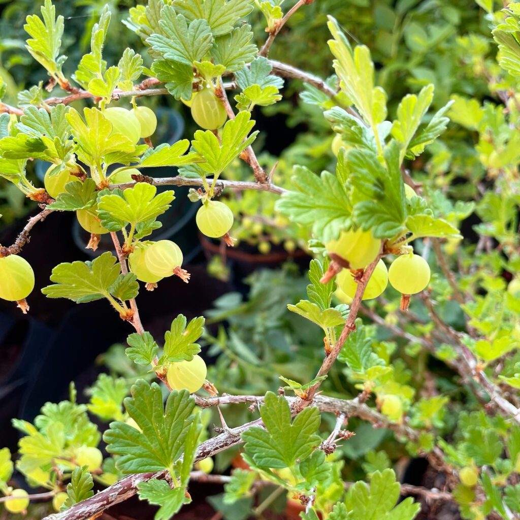 The Perennials In My Survival Container Garden