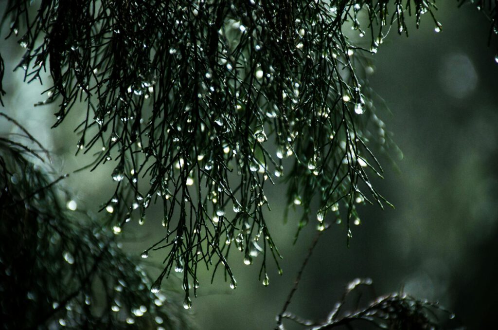 The Rain – The Importance of Being A Patient Gardener