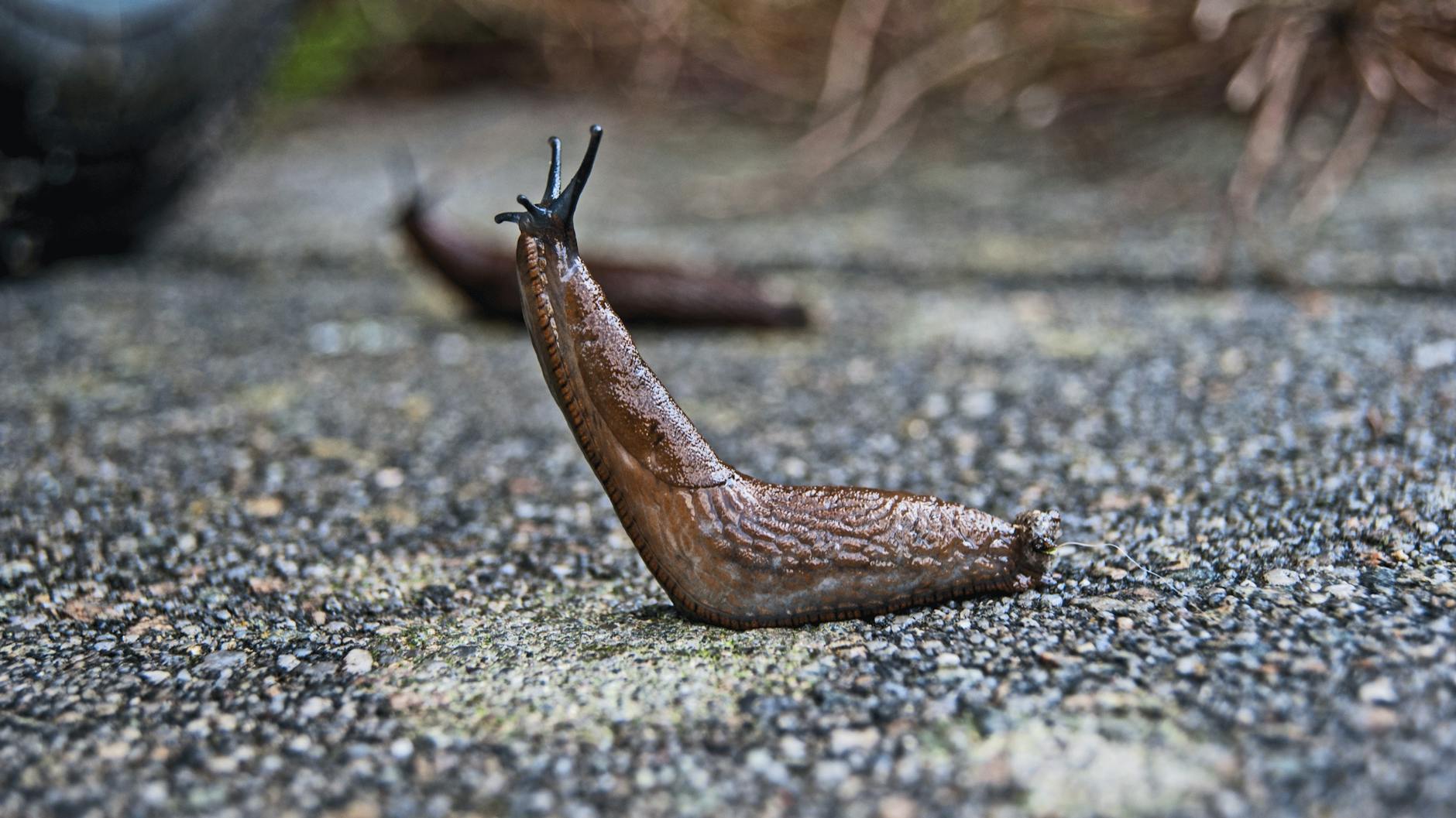 slug